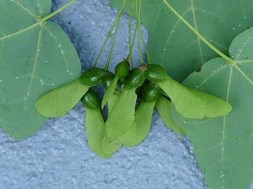 {Acer nigrum}